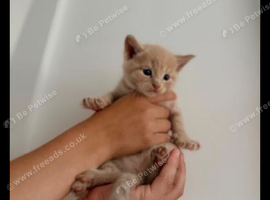 Beautiful Ginger Kitten Boy &ndash; Ready for New Home