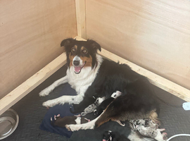 Border collie puppies