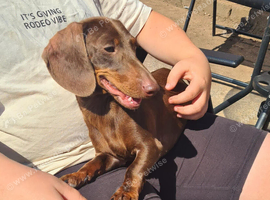 Mini dachshund female 18 months