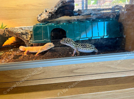 Two female leopard Geckos with 3ft viv
