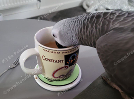 Talking lovable rogue baby African grey for sale