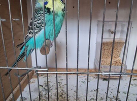 Budgies With a cage for sale
