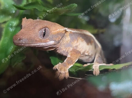 Baby crested gecko