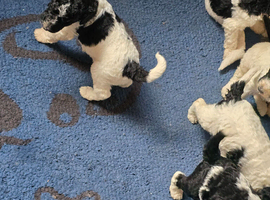 Beautiful standard poodle puppies