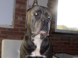 Champion line cane corso pups Reduced !!!!!!