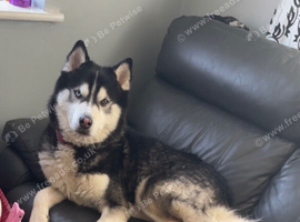 Rehoming my 3 yr old Siberian husky