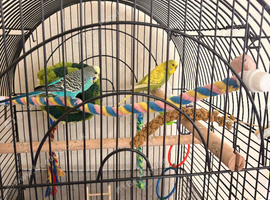 Pair of budgies