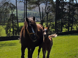 Registered Welsh Sec  C mare with foal at foot