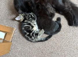 Beautiful black girl kitten