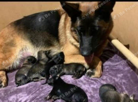 Gorgeous German Shepherd puppies