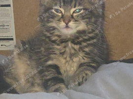 2 kittens
