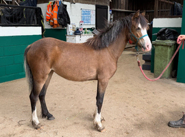 Well Bred Yearling Section C Filly