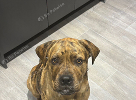 Can corso x bull mastiff