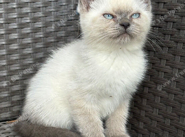 British short hair X Scottish fold