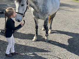 Barnaby 14.1hh 7 year old allrounder