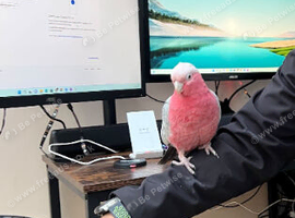 Galah Cockatoo