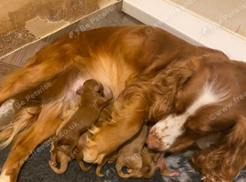 F1 cockerpoo puppies