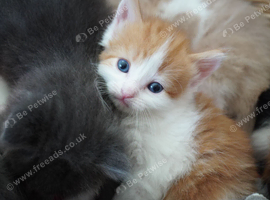 Kittens in Kent nr Canterbury - Boys & Girls, Ginger, Tortie, Grey