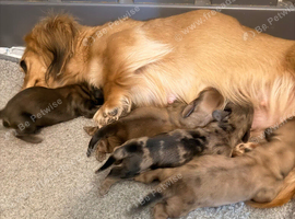 beautiful miniature long hair shaded cream and dapple dachshunds puppies