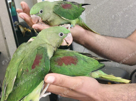 Alexandrine parrots