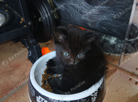 2 girl kittens for sale!