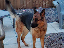 Female 2 yrs . Sasha