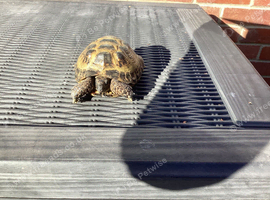 Harry the Tortoise