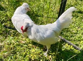 Beautiful pair of purebred white bantam Araucana