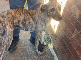 Bull greyhound