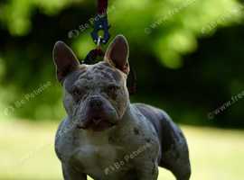 Meet Rylo - Micro American Bully Stud!