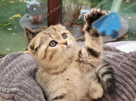 Scottish fold