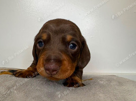 Beautiful mini Dachshund girls