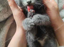 Russian blue kitten