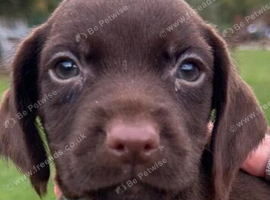STUNNING COCKER SPANIEL PUPS