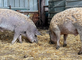 X2 pietrain boars
