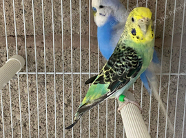 Budgie pair