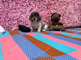 Miniature Daschund