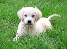 1 Golden Retriever