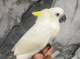 Ready Now Baby Handreared Super Tame Cuddly Medium Sulphur Crested Cockatoo Parrot