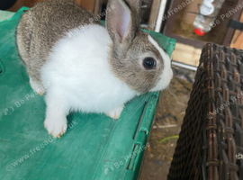 Dutch kits 9 week old &pound;45 each