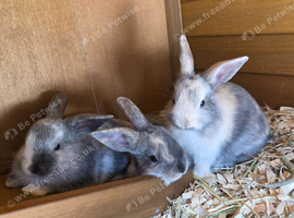 Baby Bunnies