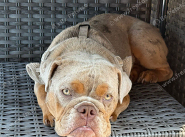 10 month old female English Bulldog Pup