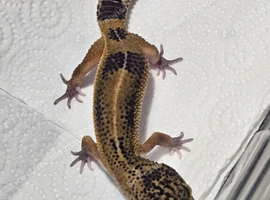 Black night leopard geckos