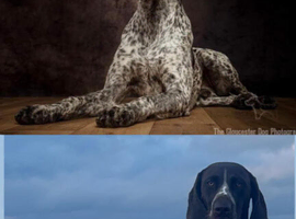 German shorthaired pointers 3 girls & 3 boys