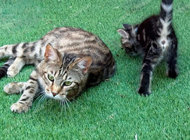 Bengal X Maine coon Kittens