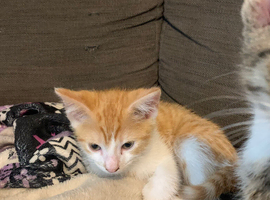 Kittens for sale