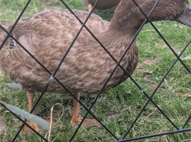 Female khaki campbell 3 months old