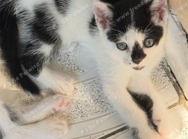 Cute kittens
