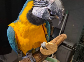 Missy The Macaw