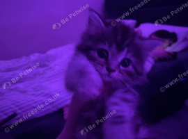 1 kitten